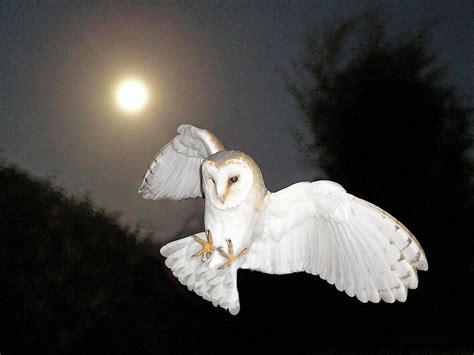 My Two Cents The Flight Of The Barn Owl Short Story By Andrew Lucas