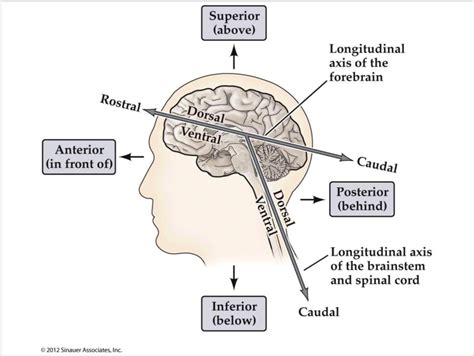Four Lobes Of The Brains As Well As Directional Terms Diagram Quizlet