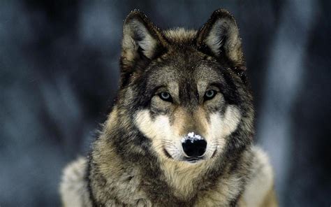 The coolest fish, cats, dogs, birds and other animals. wolf, Animals Wallpapers HD / Desktop and Mobile Backgrounds