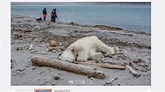 1張照引全球公憤 北極熊遭觀光船射殺 | TVBS | LINE TODAY
