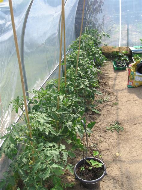 Aardbei N Pot Vooraan Tomaten Groot En Trostomaten Achteraan