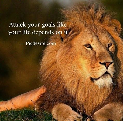 Today In This Article I Will Provide You 30 Lion Quotes These Lion