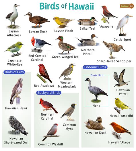 List Of The Common Birds Of Hawaii Facts With Pictures