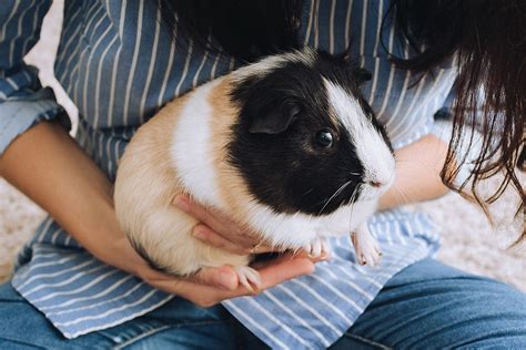 Guinea Pigs As Pets Oklahoma State University Atelier Yuwaciaojp