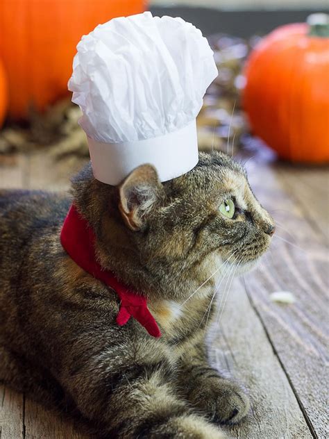 Easy Diy Costumes For Cats