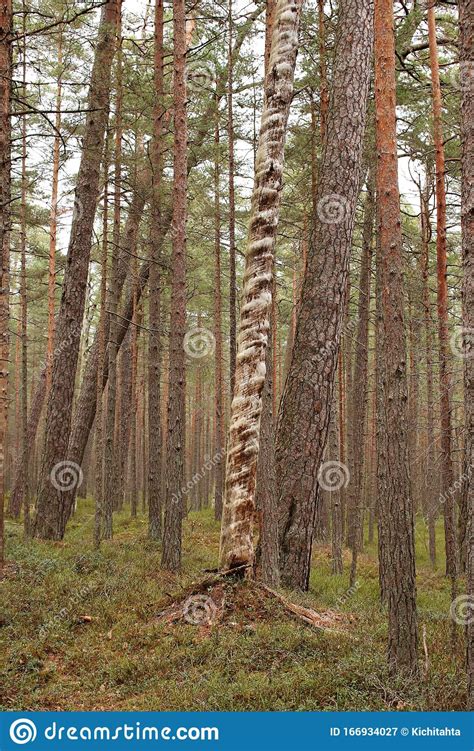 Unusual Tree With A Twisted Trunk In The Autumn Pine Forest Stock Image