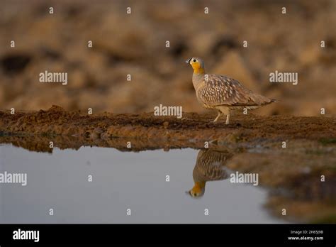 Crowned Sandgrouse Drinking Water In The Desert Stock Photo Alamy