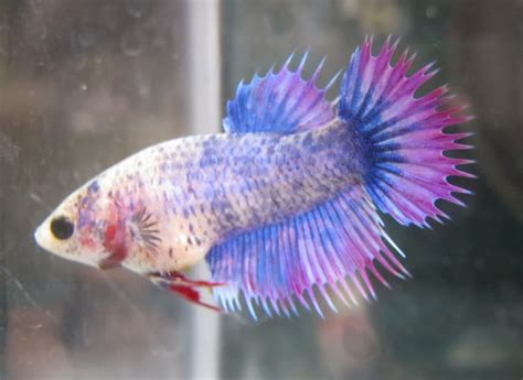 Males and females tend to be easily distinguishable, but occasionally a female will look quite similar to a male. GANZO GAMES EXTENDED (PC Games RM5 & Betta Fish): BETTA ...