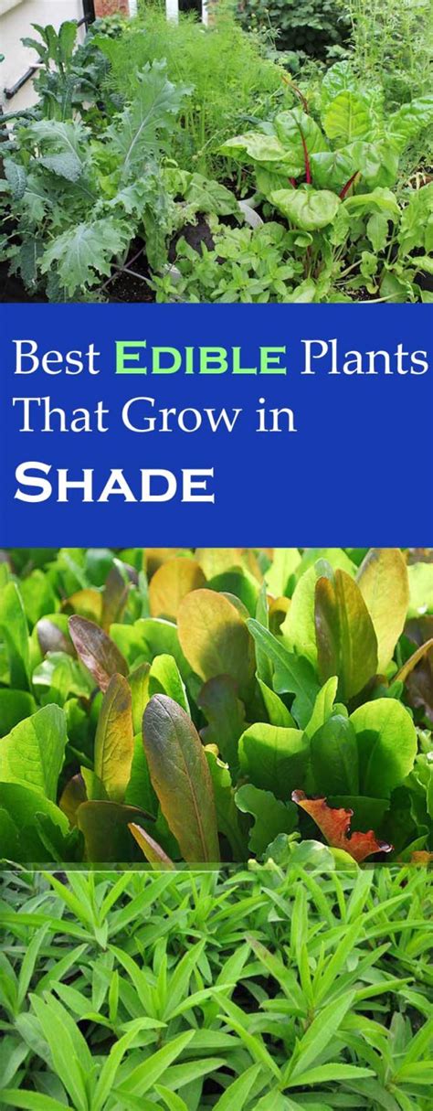 Learn how to plant and grow texas bluebonnet no matter where you live and garden. Best Edible Plants you can Grow in Shade - Dan330