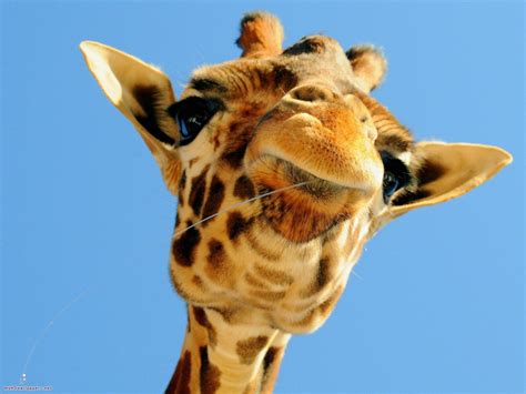 Lustige Tierbilder Giraffe Tier Ausmalbilder