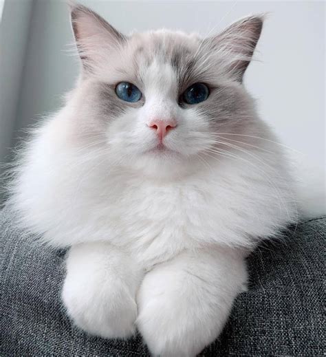 11 Cute Pictures Of Ragdoll Cats