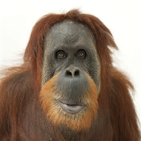 Orangutan Facts Classified In The Genus Pongo Orangutans Were