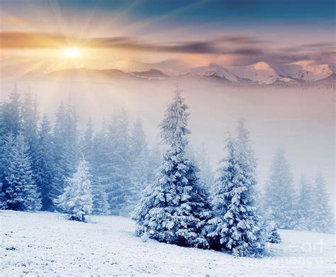 Beautiful Winter Landscape