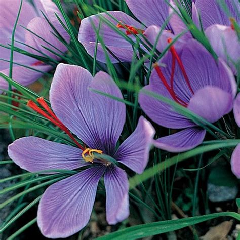 Buy Grow Your Own Saffron Saffron Crocus Bulbs Crocus Sativus £239