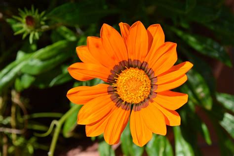 Flower Orange Blossom · Free Photo On Pixabay