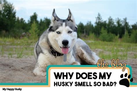 5 Reasons Your Husky Smells Bad And How To Fix It My Happy Husky