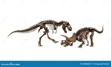 Fossil Skeleton Tyrannosaurus Rex And Triceratops Stock Image Image