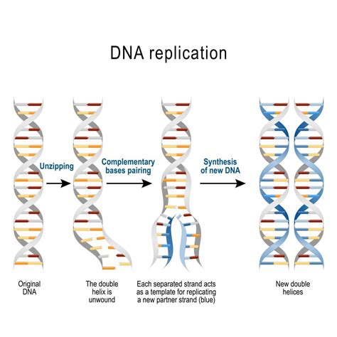 Section 5 Dna Structure And Replication Nitty Gritty Science