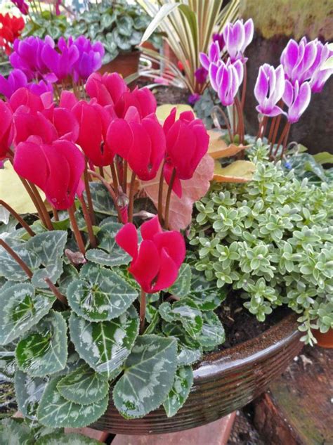 The Many Advantages Of Cyclamen Hgtv