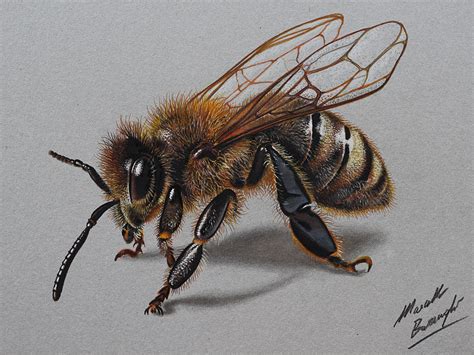 Bee by kafin on deviantart. Marcello Barenghi: Drawing a honey bee