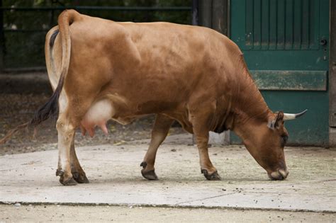 Bavarian Brown Cow Side View Clippix Etc Educational Photos For