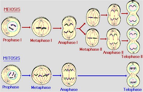 MicrobiologÍa Mitosis Y Meiosis Fases