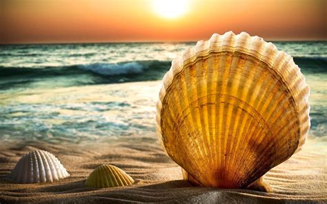 Shell Awesome Hd Wallpapers 2015 High Quality All Hd