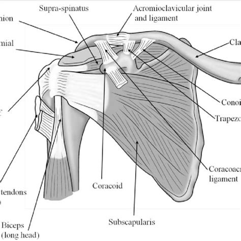 An image depicting shoulder anatomy can be seen below. Lateral surface anatomy of the shoulder. | Download Scientific Diagram