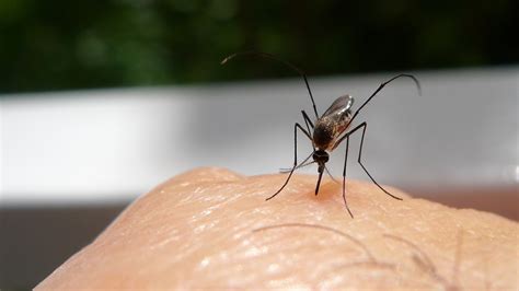 Why Climate Change Will Mean More Mosquitoes In Texas