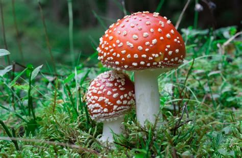 10 Intriguing Facts About Psilocybin Mushrooms Udianinfo