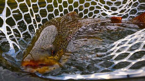 5 Hot September Tips For The Missouri River Fly Fisher Headhunters