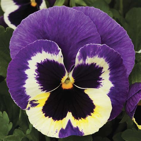 Colossus Tricolor Pansy Seeds Annual Flower Seeds