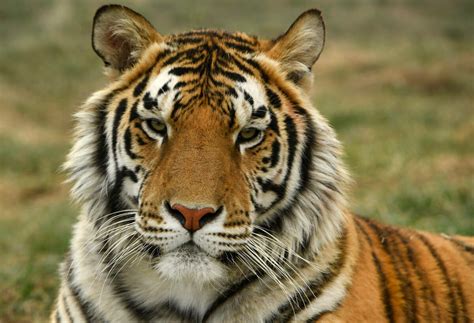 The me at the zoo challenge is to support all the zoos across the world. Tiger at NYC's Bronx Zoo Tests Positive for Coronavirus