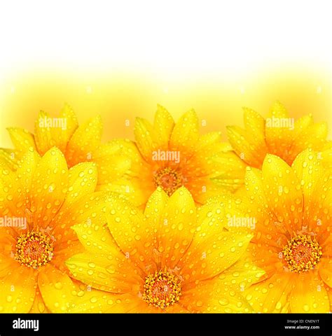 Abstract Yellow Flowers Border Background Extreme Closeup With Soft