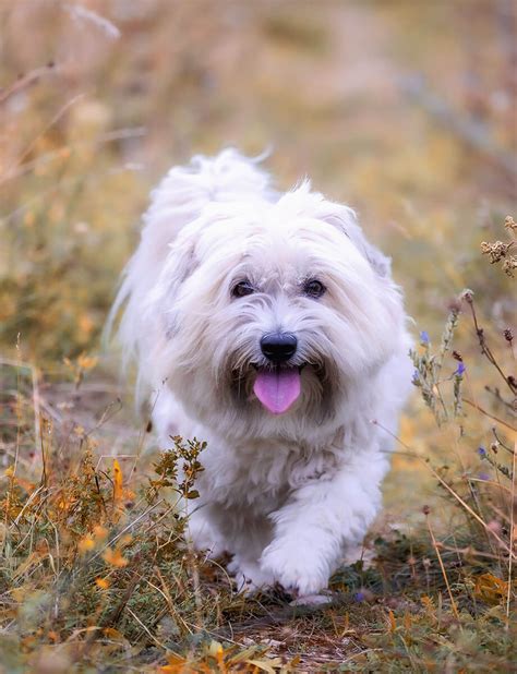 Coton De Tulear Breed Standard Health Issues Hypoallergenic Temperament