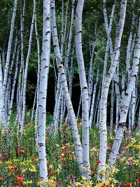 White Birch Forest Tree Photography Birch Forest Tree Forest