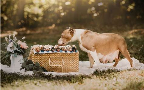 Rescued Pregnant Pit Bull Is Glowing In Her Very Own Maternity Photoshoot