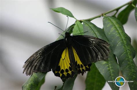 So we would advise against coming here! Cameron Highlands Butterfly Garden