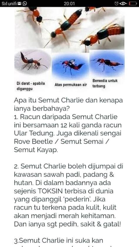 Semut charlie berasal dari kumpulan kumbang (staphylinidae). Bahaya serangan Semut Charlie! - Info Kesihatan