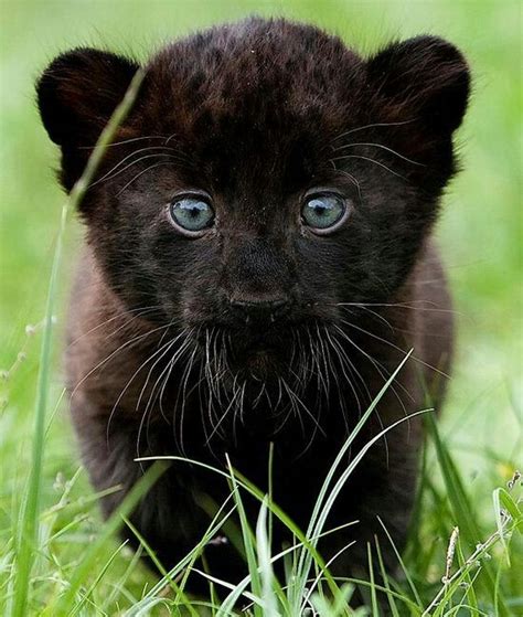 Baby Black Panther Cats Pinterest