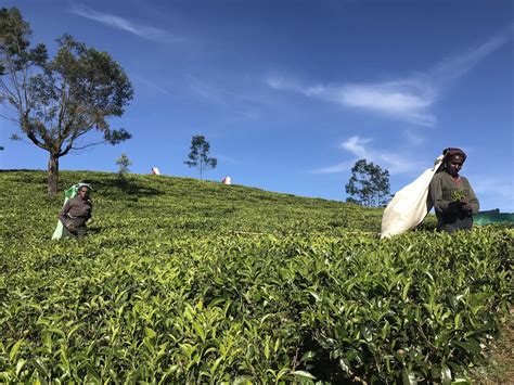 Ceylons Legendary Tea Plantations