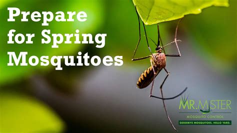 Prepare For Spring Mosquitoes Mr Mister Mosquito Control