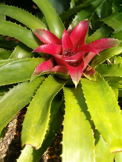Bromeliad Types And How To Care For Them Indoors Glidetrack