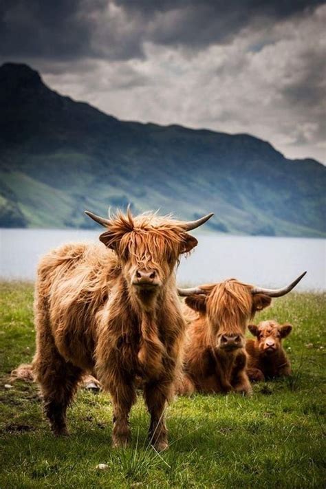 Scottish Highland Cow Highland Cattle Scottish Highlands Scottish