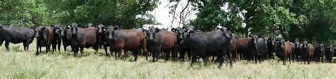 Ut Beef And Forage Center