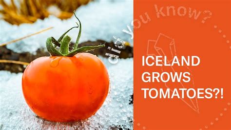 Iceland Tomato Farm In Hveragerði Look Inside 360 Video Youtube