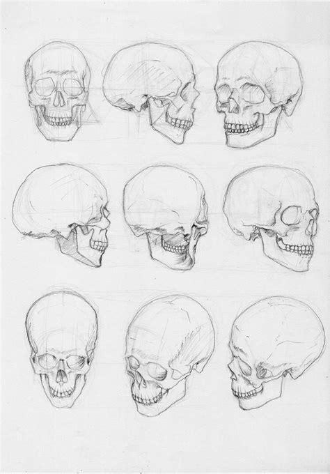 Body Studies Skull 01 By Bizoruazul Skull Drawing Sketches Skull