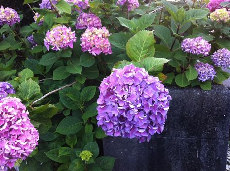 Michelle In Japan And Beyond 紫陽花 Ajisai Rainy Seasons Flower