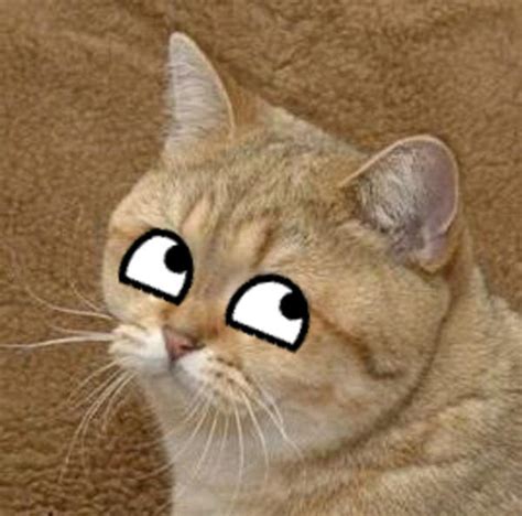Image 167330 Starecat Grafics Cat Know Your Meme