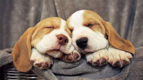We did not find results for: Beagle Puppy Wallpapers - Wallpaper Cave